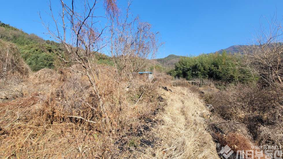 경남 밀양시 초동면 어릴적 놀던 시골 뒷 동산에 있는 옛날 집터 매매 매매 매물번호 10321 사진 6
