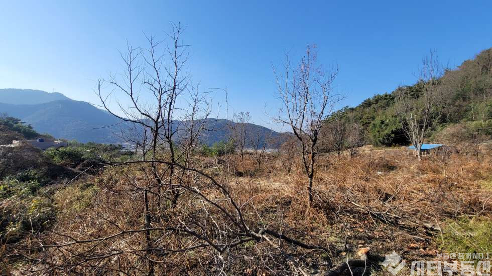 경남 밀양시 초동면 어릴적 놀던 시골 뒷 동산에 있는 옛날 집터 매매 매매 매물번호 10321 사진 7