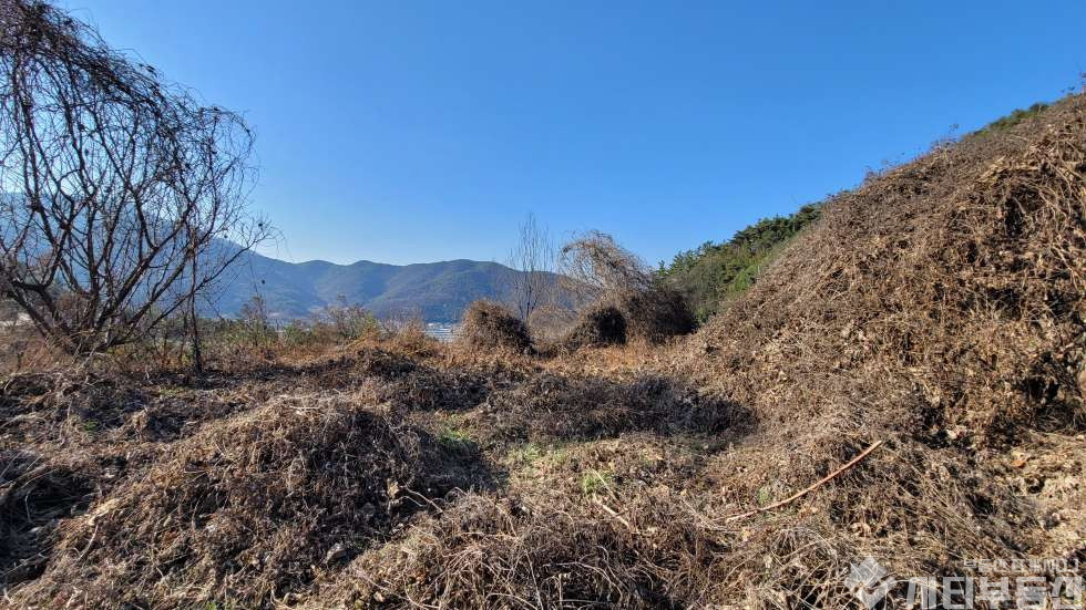 경남 밀양시 초동면 어릴적 놀던 시골 뒷 동산에 있는 옛날 집터 매매 매매 매물번호 10321 사진 10