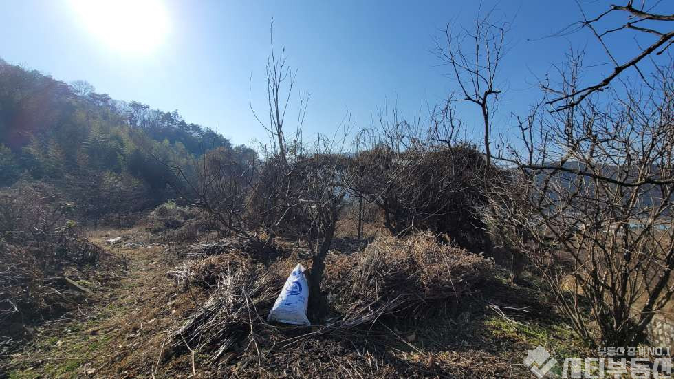 경남 밀양시 초동면 어릴적 놀던 시골 뒷 동산에 있는 옛날 집터 매매 매매 매물번호 10321 사진 13